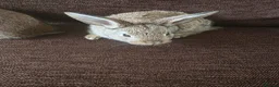 Mixed Breed rabbits for sale: Wee Rabbits in Ballymena - Advert 19