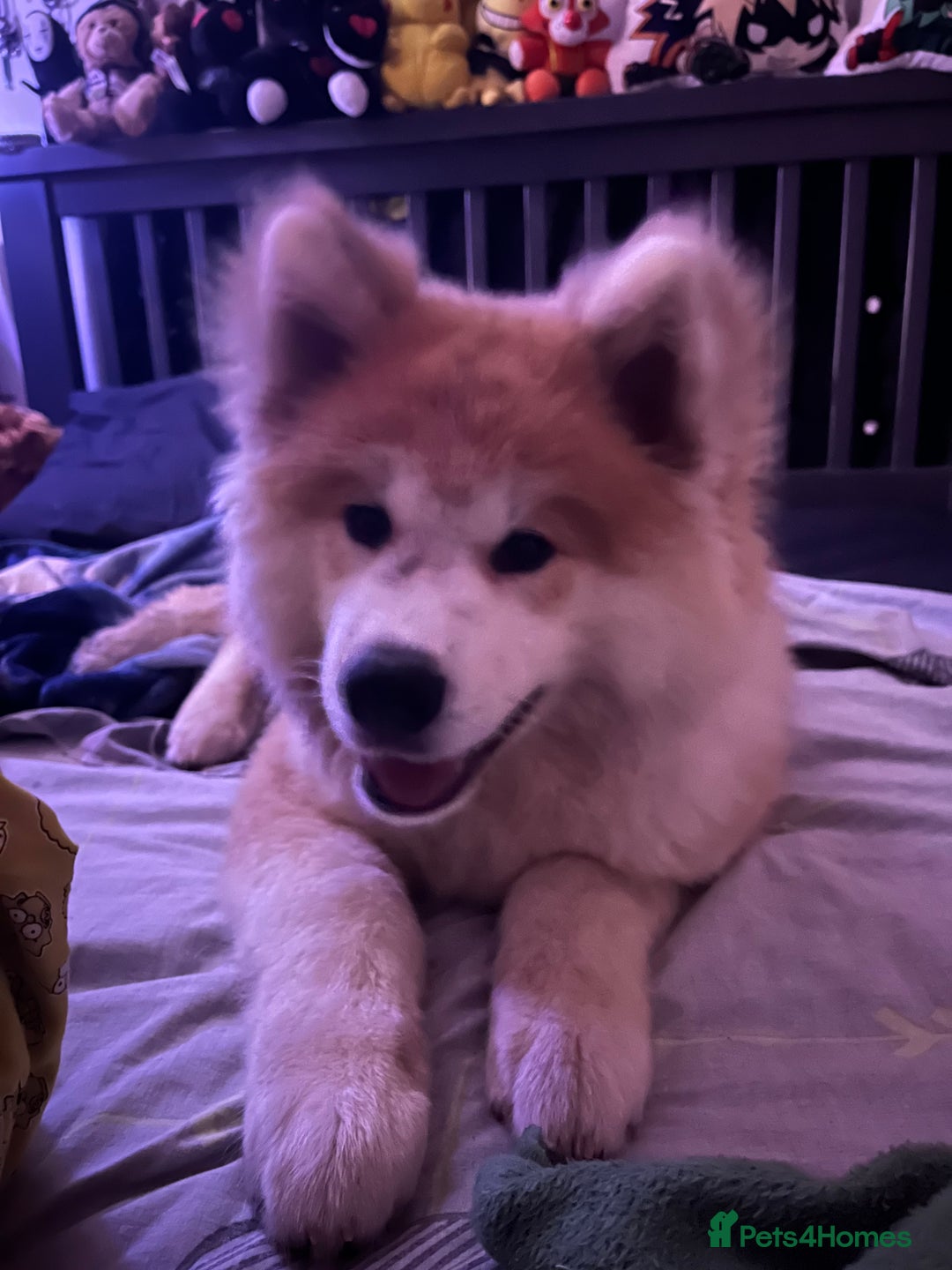 Akita dogs for sale: Japanese Akita Inu 4months old, purebred  - Image 5