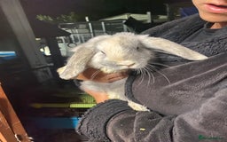 Mini Lop rabbits for sale: Mini lop bunnies for sale  - Image 4