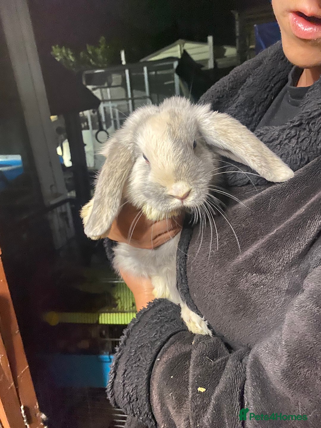 Mini Lop rabbits for sale: Mini lop bunnies for sale  - Image 4