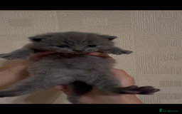 British Shorthair cats for sale: British Shorthair kittens for sale  - Image 2