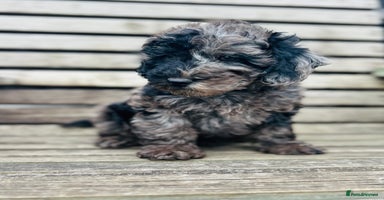 Miniature Poodle dogs - Advert 2