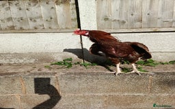 Chickens poultry for sale: Aseel Rooster - Image 2