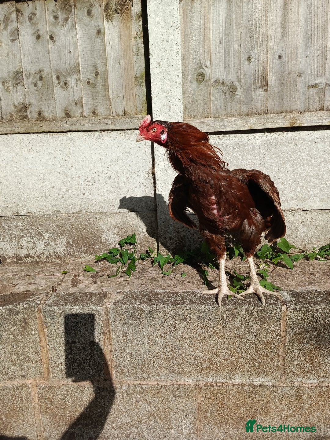 Chickens poultry for sale: Aseel Rooster - Image 2