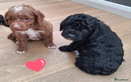 Cockapoo dogs for sale: ** BEAUTIFUL LITTER OF COCKAPOOS ** - Image 5
