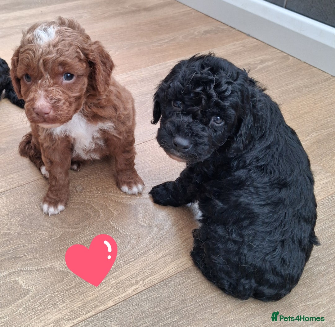 Cockapoo dogs for sale: ** BEAUTIFUL LITTER OF COCKAPOOS ** - Image 5