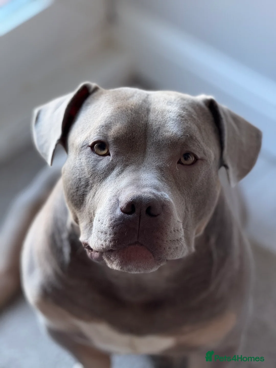 American Bully dogs for sale: Pocket Bully - Advert 1