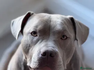 American Bully dogs Pocket Bully - Advert 7