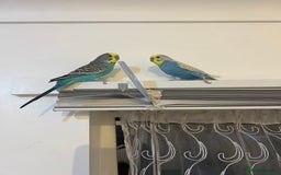 Budgerigars birds for sale: male budgie - Image 4