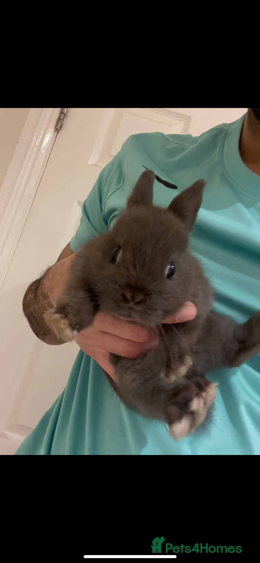 Netherland Dwarf rabbits for sale: Pure Netherland Dwarf - Advert 4
