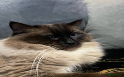 Ragdoll cats for sale: Ragdoll  - Image 3