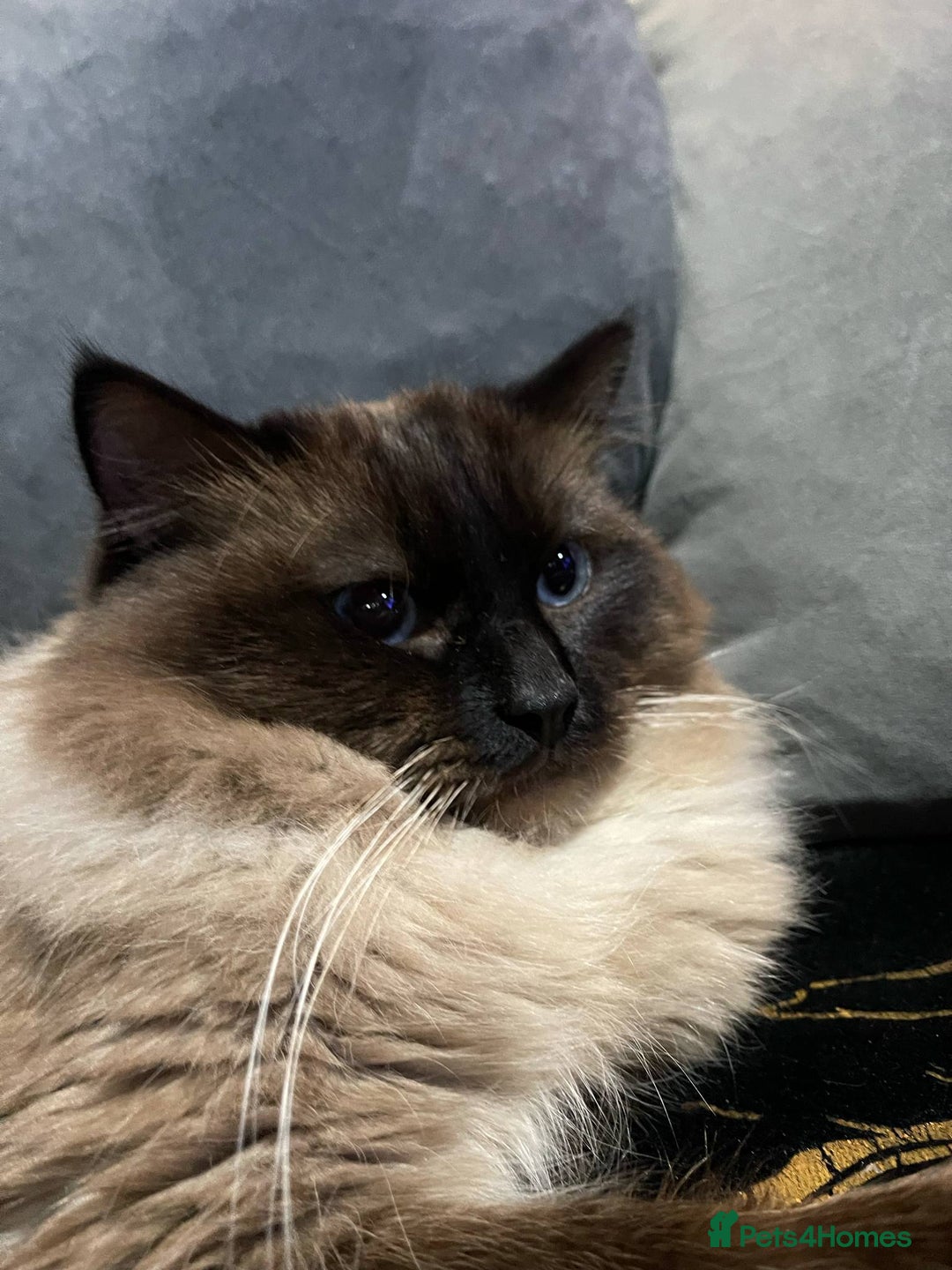 Ragdoll cats for sale: Ragdoll  - Image 3