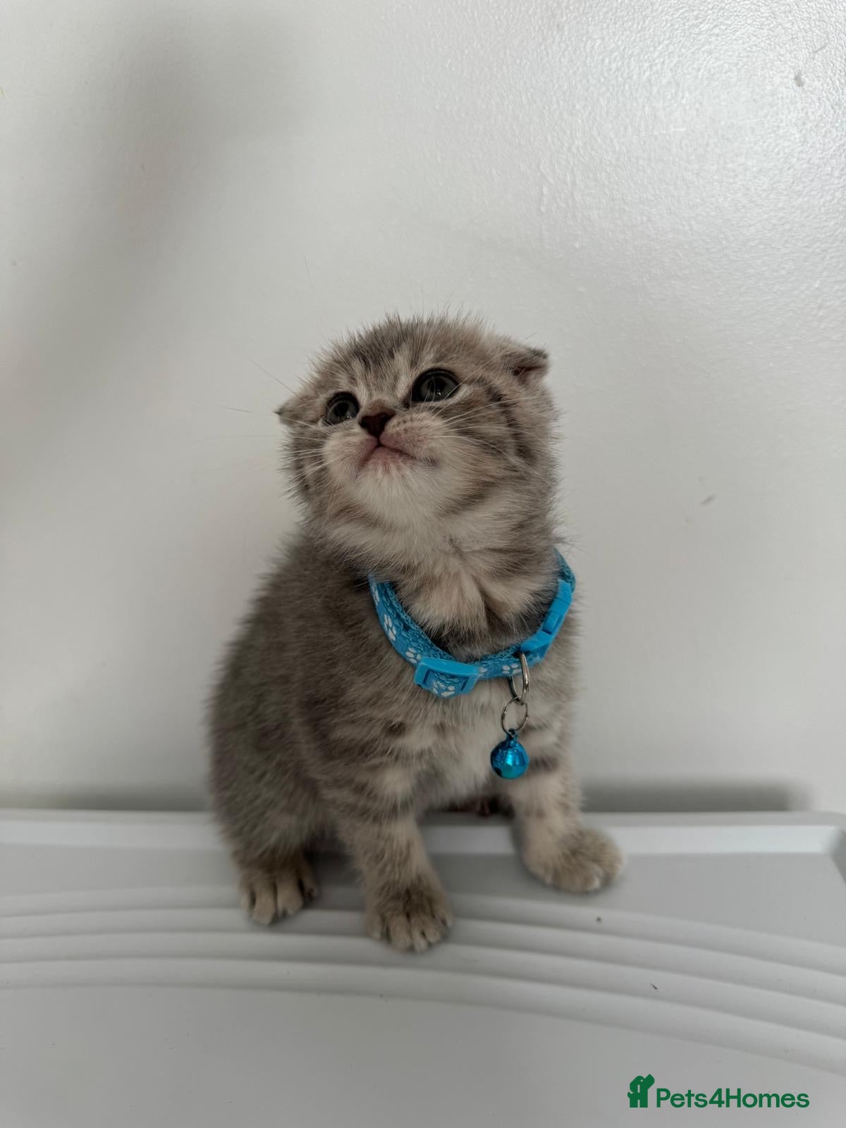 Scottish Fold cats 🐾 ADORABLE FLUFFY SCOTTISH FOLD KITTEN – £695 🐾 - Advert 1