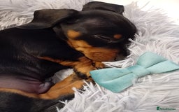 Miniature Dachshund dogs for sale: Miniature short haired daschunds  - Image 4