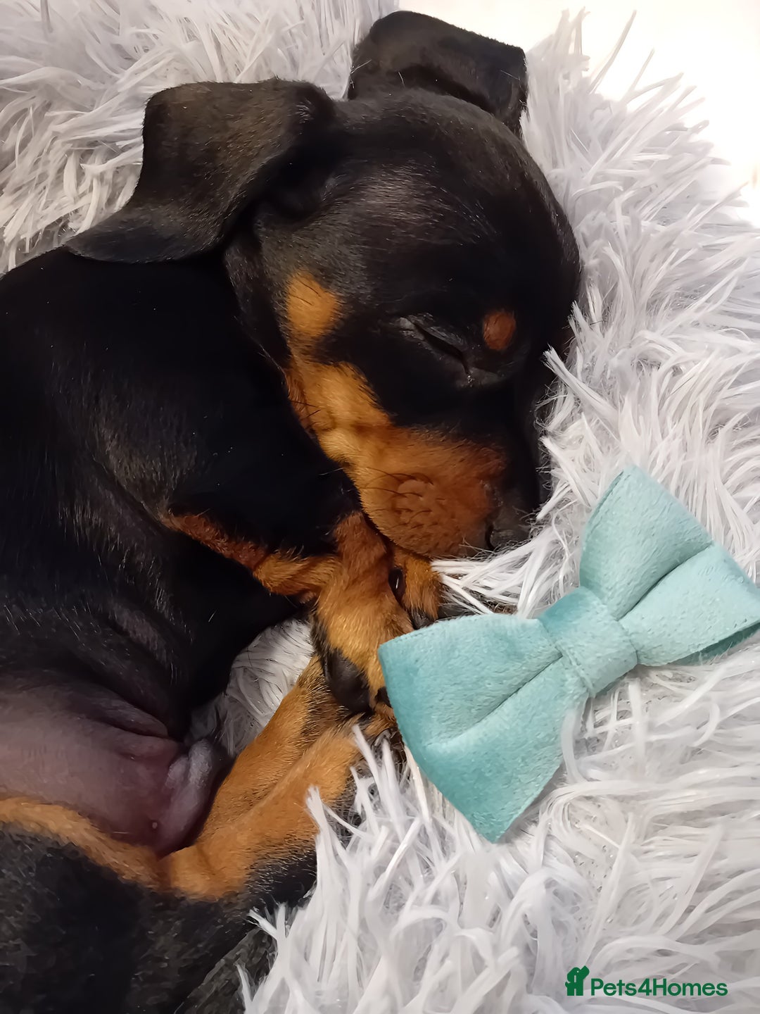 Miniature Dachshund dogs for sale: Miniature short haired daschunds  - Image 4