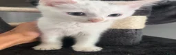Turkish Angora cats for sale: White Turkish angora kitten LAST ONE - Advert 4