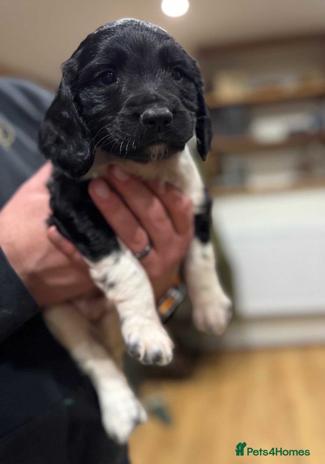 English Springer Spaniel dogs for sale: Hip/Elbow Scored and Health Tested, KC Springers  - Advert 18