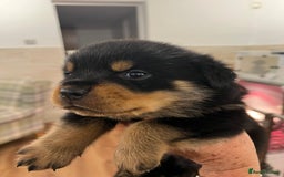 Rottweiler dogs for sale: Rottweiler pups KC Registered + Champ Bloodlines - Image 10