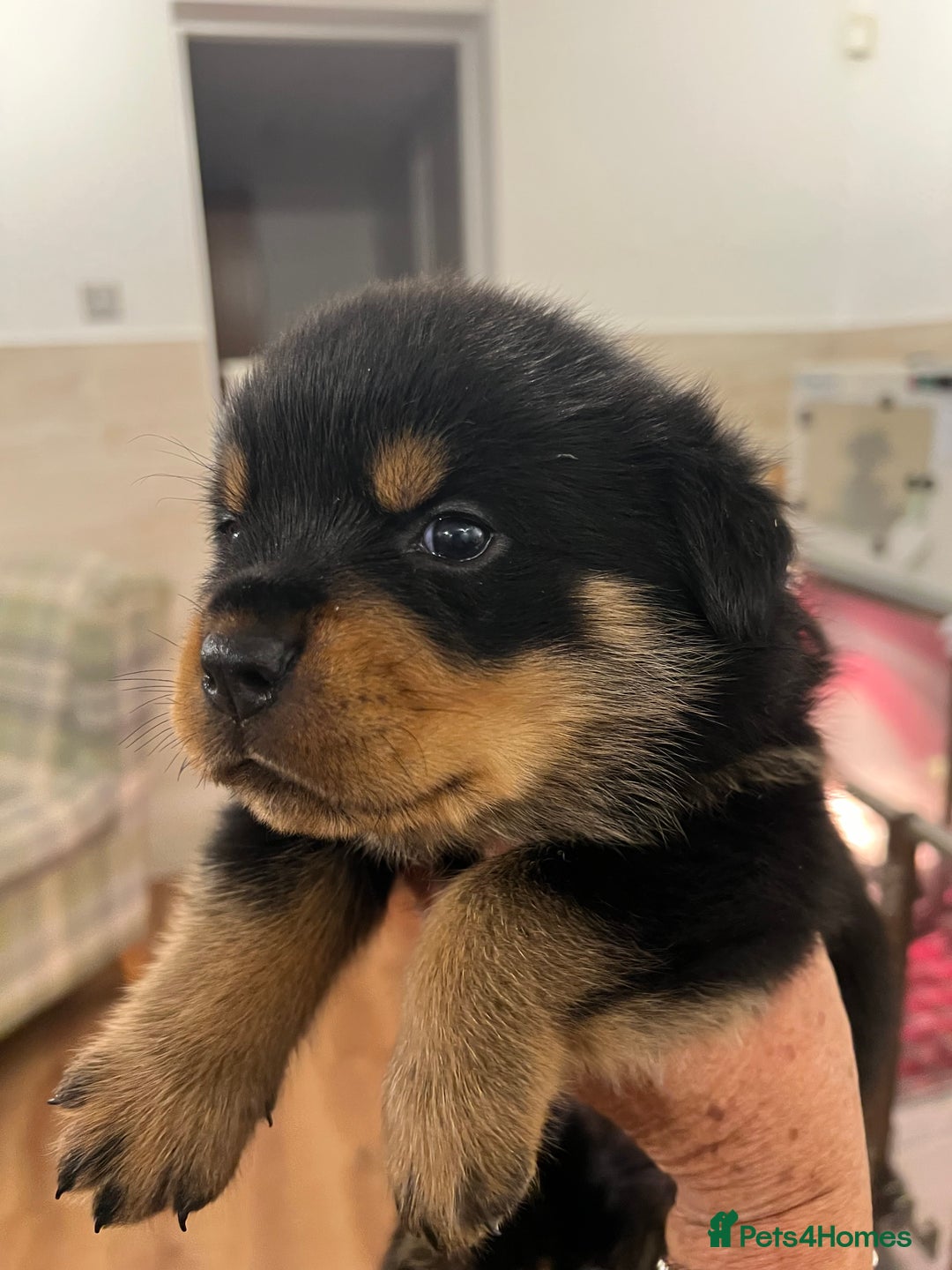 Rottweiler dogs for sale: Rottweiler pups KC Registered + Champ Bloodlines - Image 10