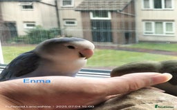 Lovebirds birds for sale: Tales of Cinder, Bobo, Soul & Enma - Image 12
