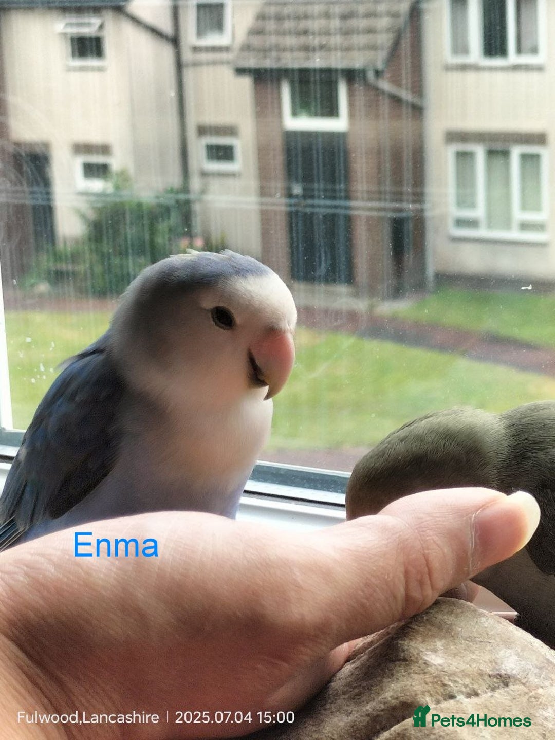 Lovebirds birds for sale: Tales of Cinder, Bobo, Soul & Enma - Image 12