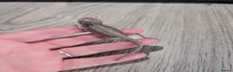 Bearded Dragon reptiles for sale: Baby bearded dragons  - Advert 21