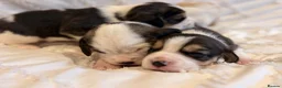 Beagle dogs for sale: KC reg beagle puppies.  - Advert 2