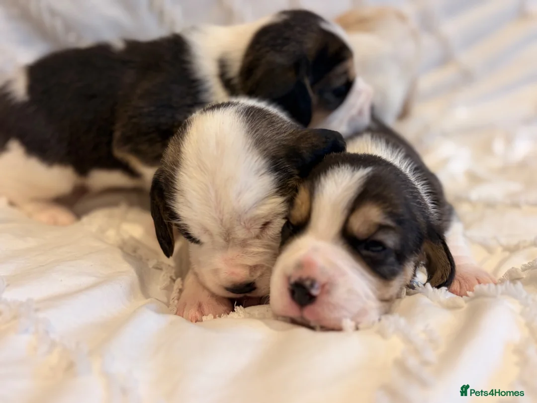 Beagle dogs for sale: KC reg beagle puppies.  - Advert 2