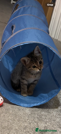 British Shorthair cats - Advert 4