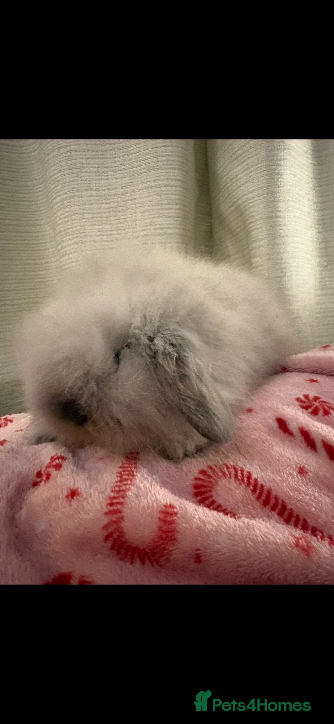Mini Lion Lop rabbits for sale: Gorgeous Fluffy Double Mane mini lion lop bunny’s  - Advert 12