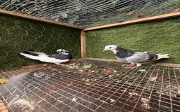 Pigeons birds for sale: Pigeons for sale - Image 16