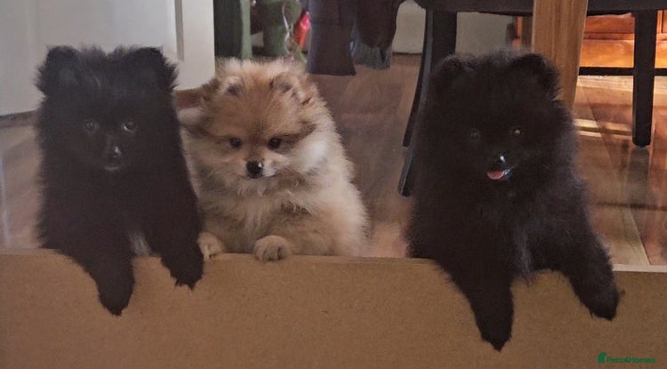 Pomeranian dogs - Advert 4