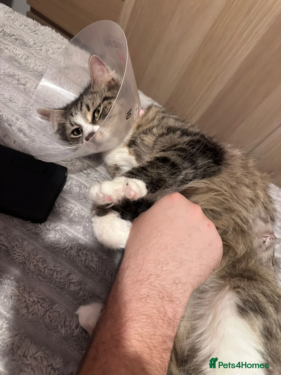 British Shorthair cats for adoption: Karma needs a home  - Advert 1