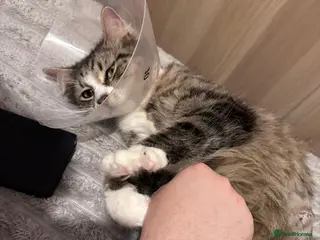 British Shorthair cats Karma needs a home - Advert 2