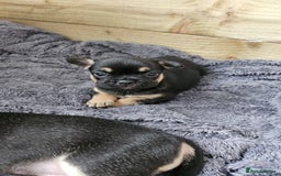 Mixed Breed dogs for sale: 3/4 French bulldog 1/4 Pomeranian Puppies - Image 7