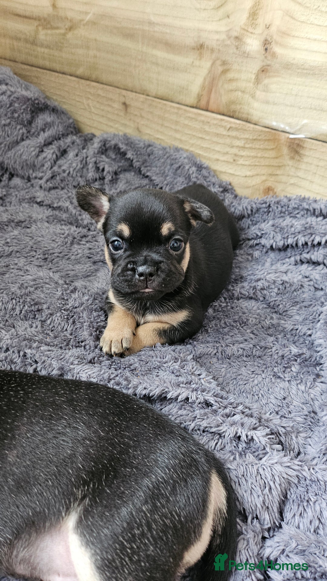 Mixed Breed dogs for sale: 3/4 French bulldog 1/4 Pomeranian Puppies - Image 7