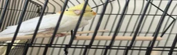 Cockatiels birds for sale: Friendly hand tamed chick cockteil- sally  - Advert 2