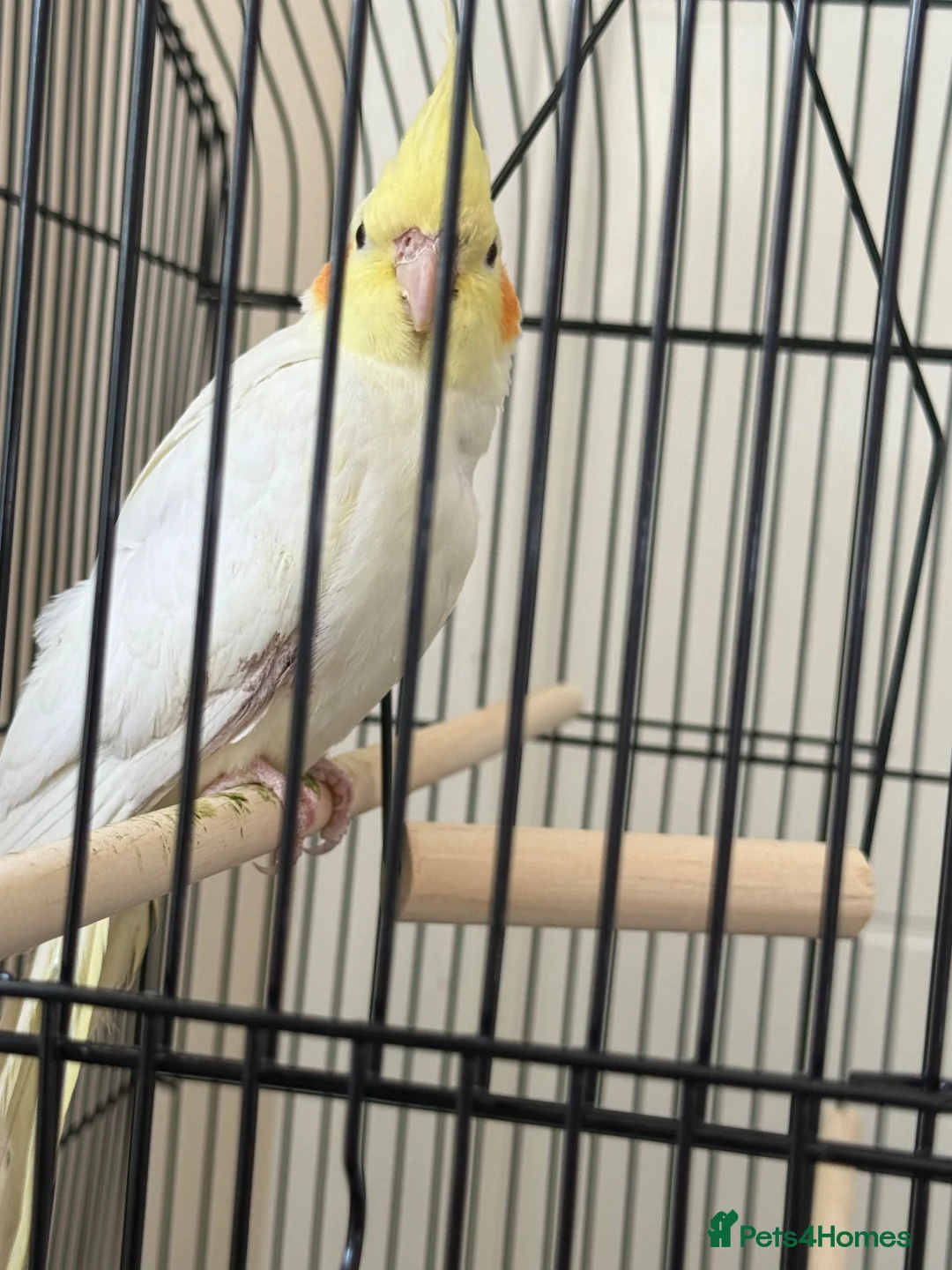 Cockatiels birds for sale: Friendly hand tamed chick cockteil- sally  - Advert 2
