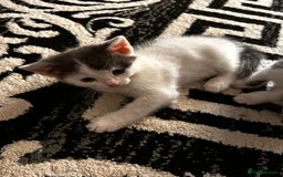 Mixed Breed cats for sale: Beautiful kittens for sale - Image 7