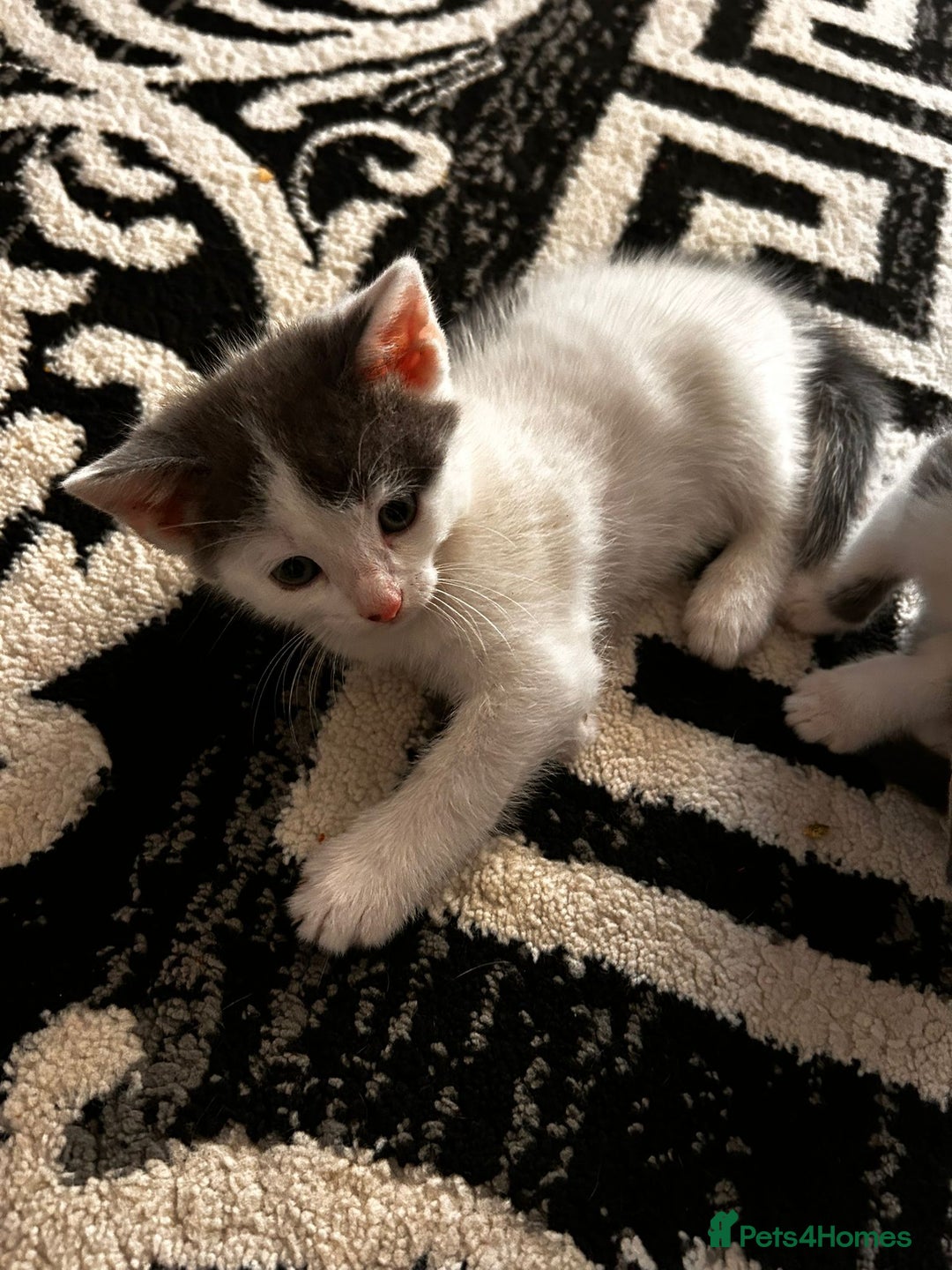 Mixed Breed cats for sale: Beautiful kittens for sale - Image 7