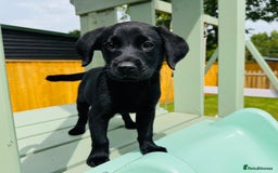 Labrador Retriever dogs for sale: KC Registered Labrador Babies 🐾🐾🐾 - Image 13