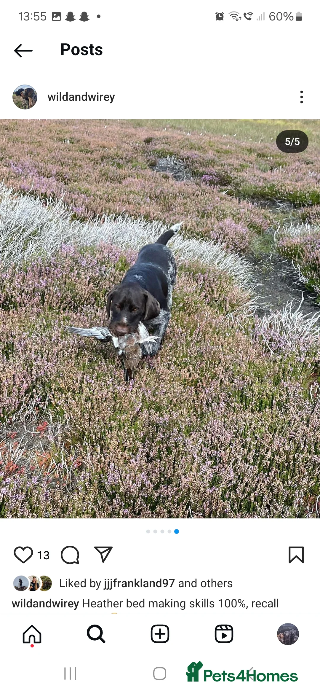 German Wirehaired Pointer dogs for stud: KC reg Experienced proven. Exceptional Hip scores in Whitby - Advert 6