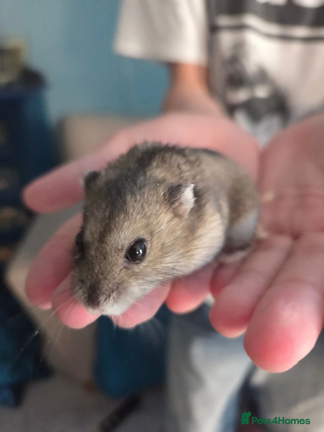 Hamster rodents for sale: Russian Dwarf Hamster in Birmingham - Advert 1