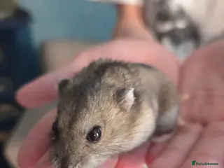 Hamster rodents Russian Dwarf Hamster - Advert 14