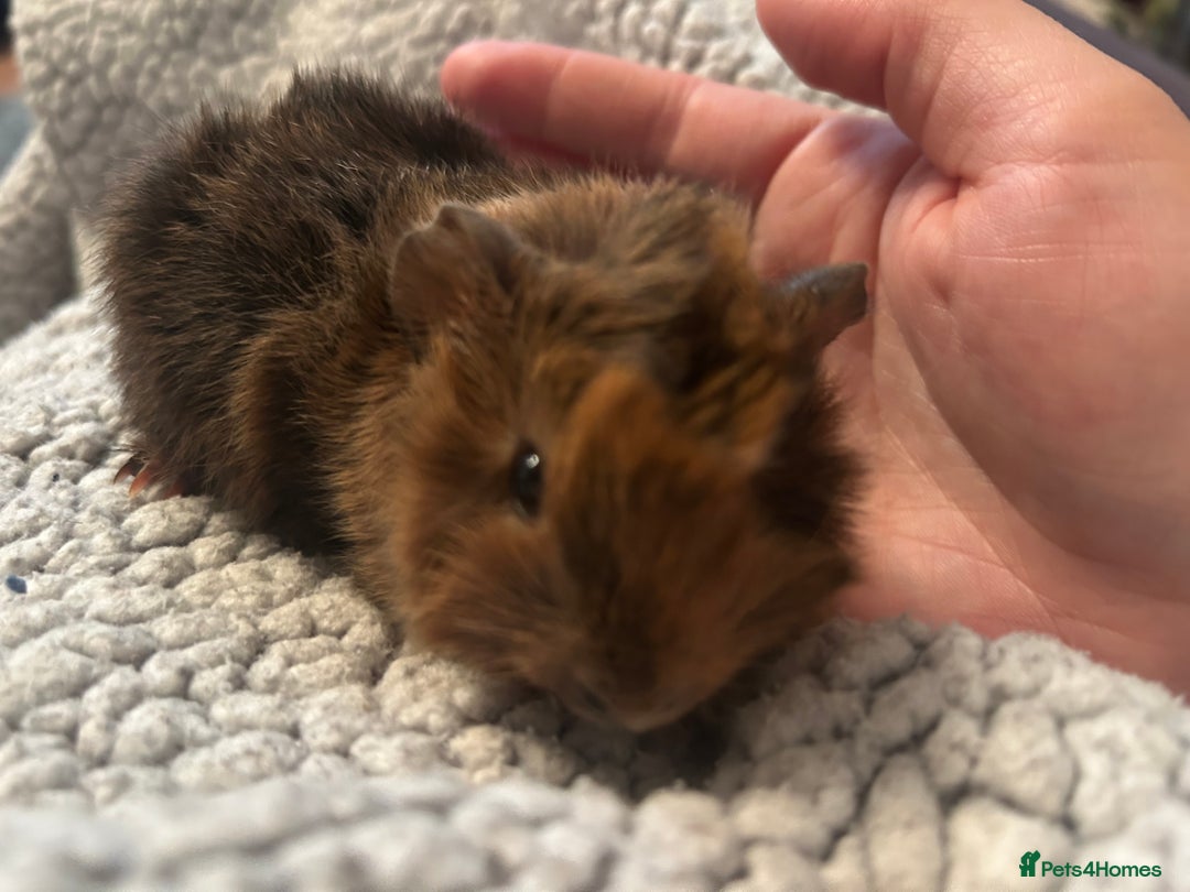 Guinea Pig rodents for sale: One female guinea pig  - Image 2