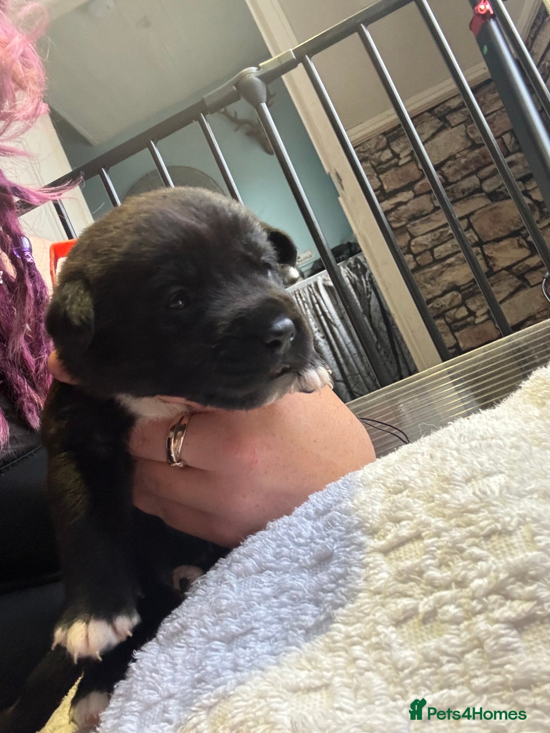 Mixed Breed dogs for sale: Beautiful lab cross Akita puppies available - Image 12