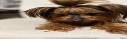 Yorkshire Terrier dogs for sale: Yorkshire terrier  - Advert 5