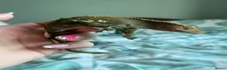 Gecko reptiles for sale: Crested Gecko Collection for sale  - Advert 23