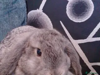 Mini Lop rabbits Beautiful blue mini lop bunnies ready to go - Advert 6