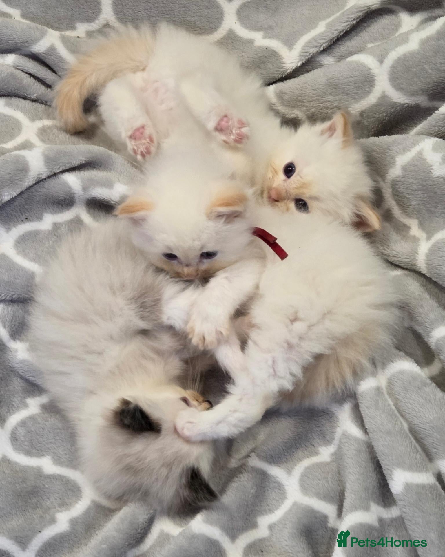 Ragdoll cats 2 Beautiful Ragdoll Kittens - Advert 10